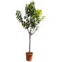 Cerisier Picota Pot 25L 1/2 Tige 12/14 Haut. 130/150cm 