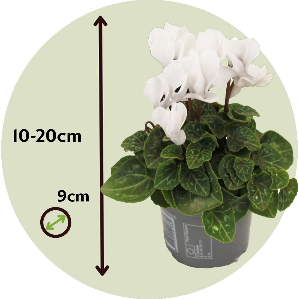 PLANT IN A BOX Cyclamen de Perse - Set de 3 - Cyclamen 'Metis White' - Hauteur 10-20cm - ⌀9cm