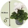 Voir la diapositive 2 : PLANT IN A BOX Cyclamen de Perse - Set de 3 - Cyclamen 'Metis White' - Hauteur 10-20cm - ⌀9cm