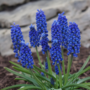 Voir la diapositive 5 : PLANT IN A BOX Muscari d'Arménie - Set de 200 - Muscari armeniacum - Bulbes à fleurs - Bleu