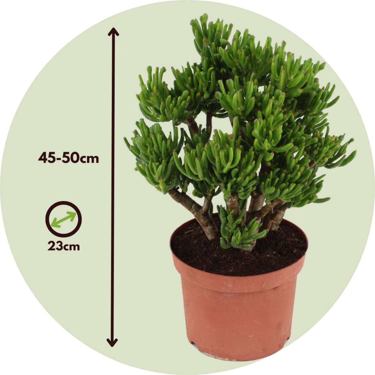 PLANT IN A BOX Arbre de jade - Crassula ovata 'Hobbit' - Hauteur 45-50cm - ⌀23cm