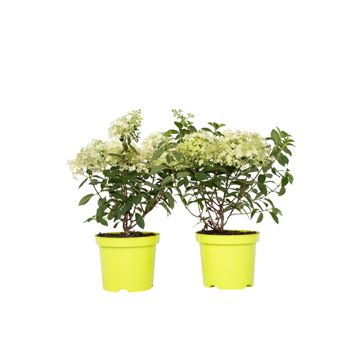 PLANT IN A BOX Hortensia - Set de 2 - Hydrangea paniculata 'Bobo' - Hauteur 25-40cm - ⌀19cm