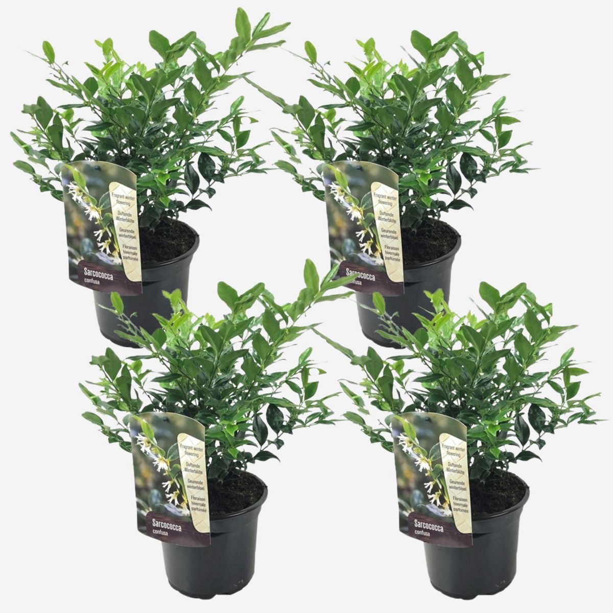 PLANT IN A BOX Sarcocoque confus - Set de 4 - Sarcococca 'Confusa' - Hauteur 30-40cm - ⌀17cm