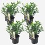 Voir la diapositive 6 : PLANT IN A BOX Sarcocoque confus - Set de 4 - Sarcococca 'Confusa' - Hauteur 30-40cm - ⌀17cm