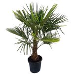 Palmier de Chine (Chamaerops Excelsa) - Pot de 25L - HT/140cm et plus