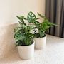 Voir la diapositive 4 : PLANT IN A BOX Plante à trous - Set de 2 - Monstera adansonii 'Monkey Mask' - H25-30cm - ⌀12cm