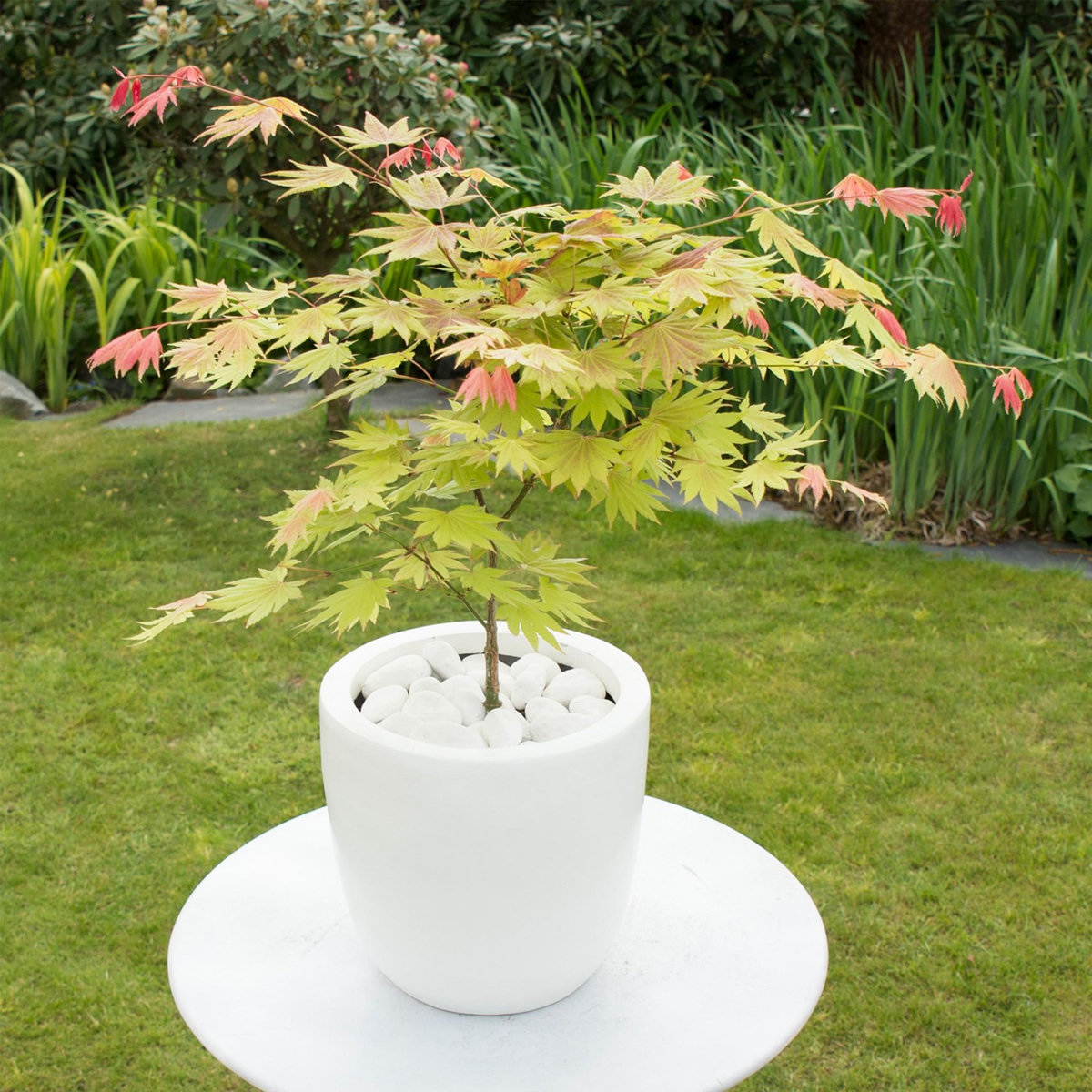PLANT IN A BOX Érable du Japon - Acer palmatum 'Moonrise' - Hauteur 40-50cm - ⌀19cm