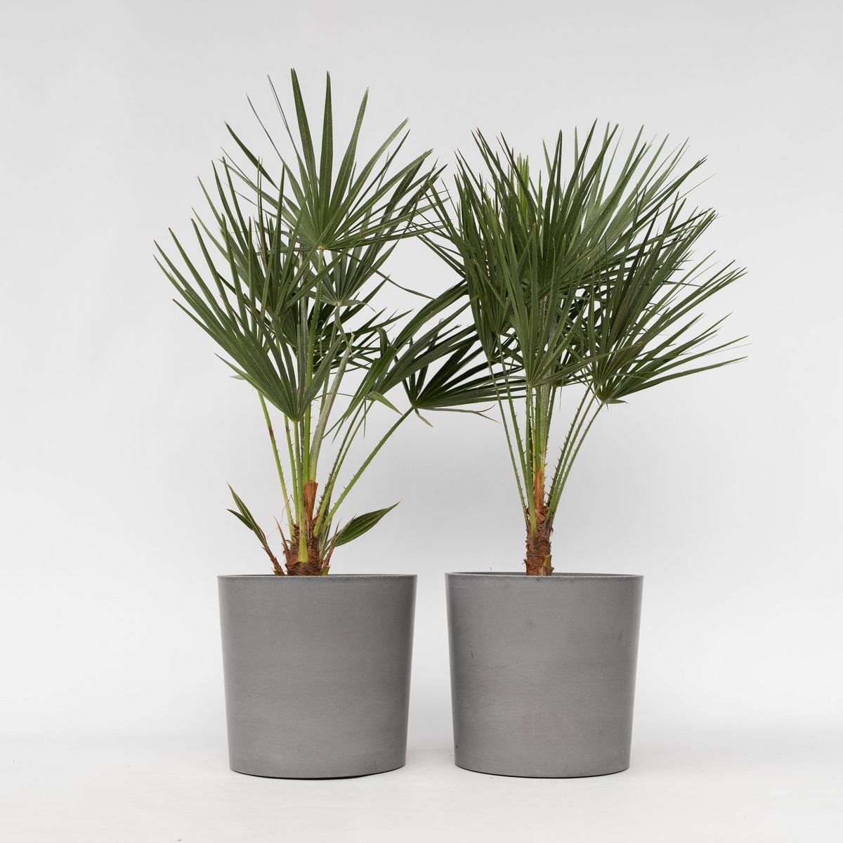 PLANT IN A BOX Palmier nain - Set de 2 - Chamaerops humilis - Hauteur 70-80cm - ⌀21cm