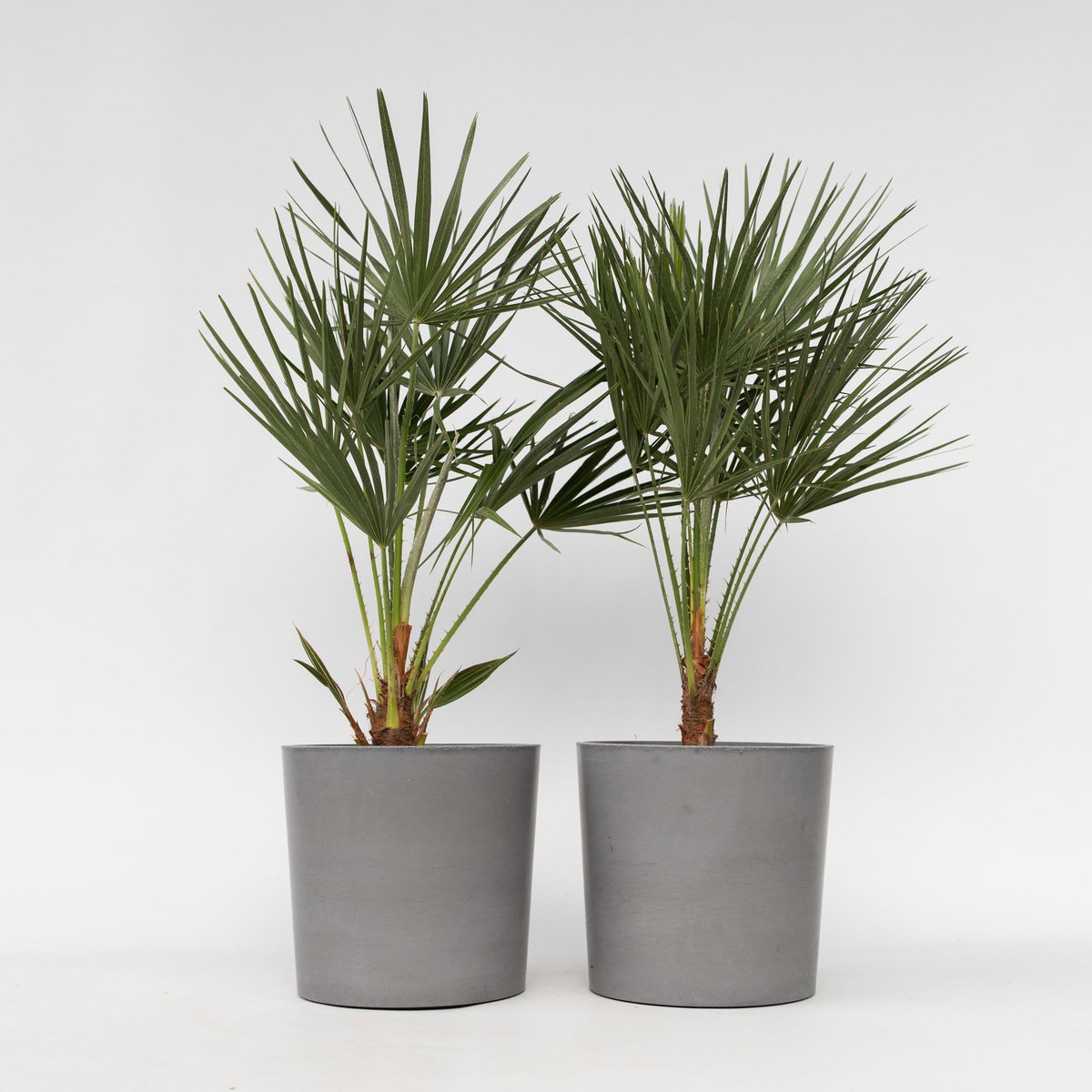 PLANT IN A BOX Palmier nain - Set de 2 - Chamaerops humilis - Hauteur 70-80cm - ⌀21cm