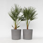 Voir la diapositive 6 : PLANT IN A BOX Palmier nain - Set de 2 - Chamaerops humilis - Hauteur 70-80cm - ⌀21cm