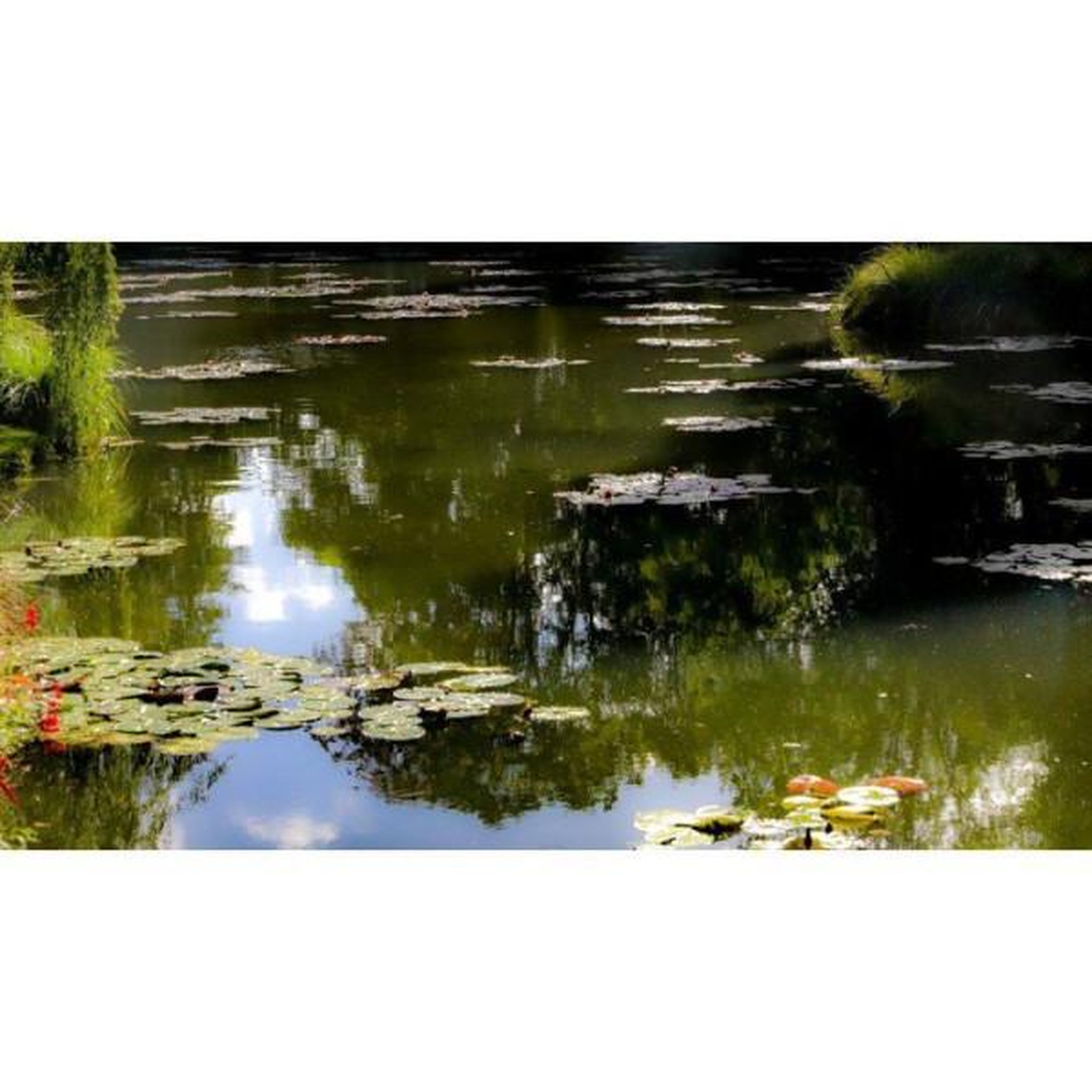 Voir la diapositive 2 : Bsi Clarifiant bassin - bsi - aqua clear - 4 kg - eau verte et trouble - traitement intensif - bassin & étang