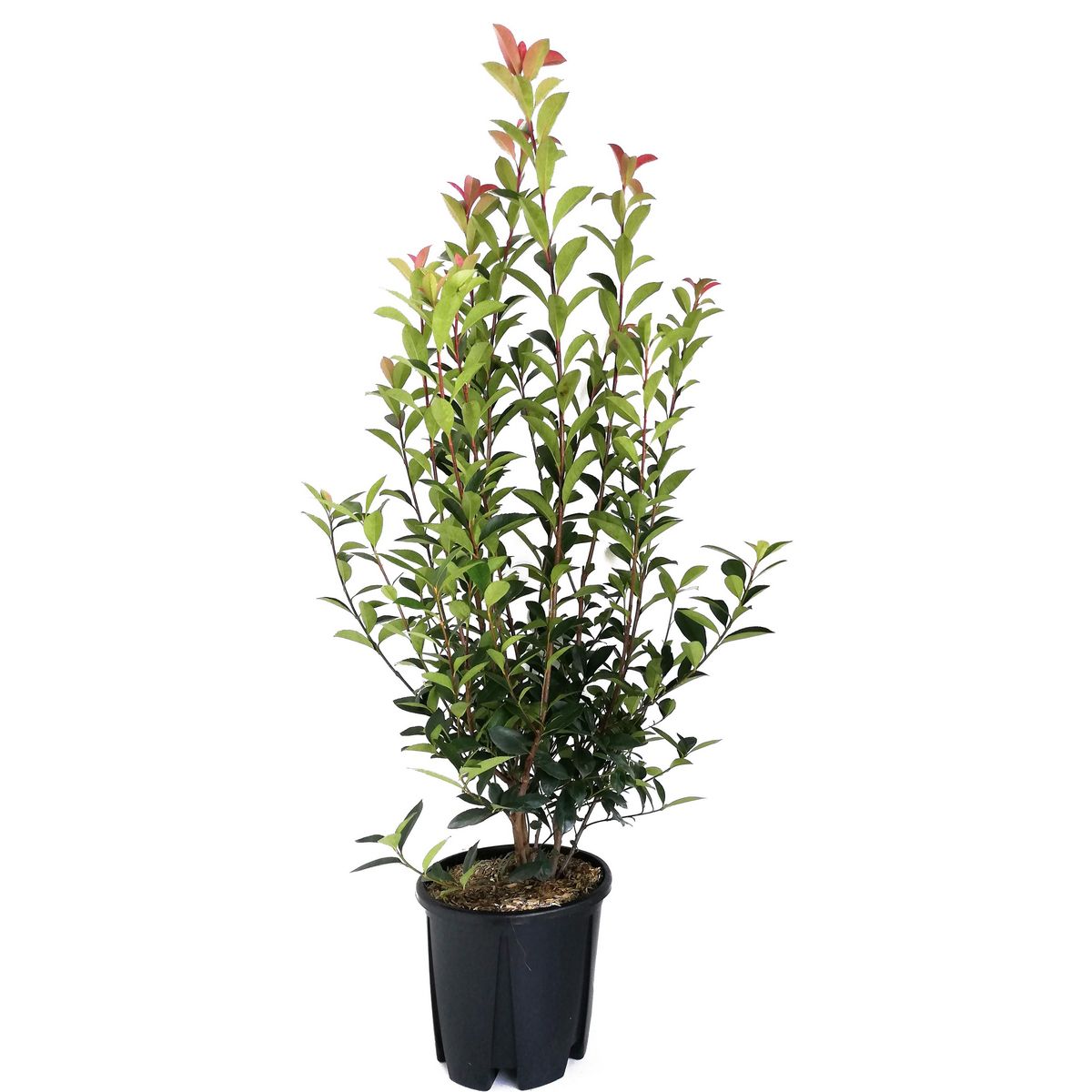 Photinia Fraseri Robusta Compacta - Pot de 9L - H/60-80cm