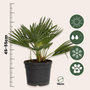 Voir la diapositive 2 : PLANT IN A BOX Palmier nain - Chamaerops 'Vulcano' - Hauteur 35-45cm - ⌀19cm