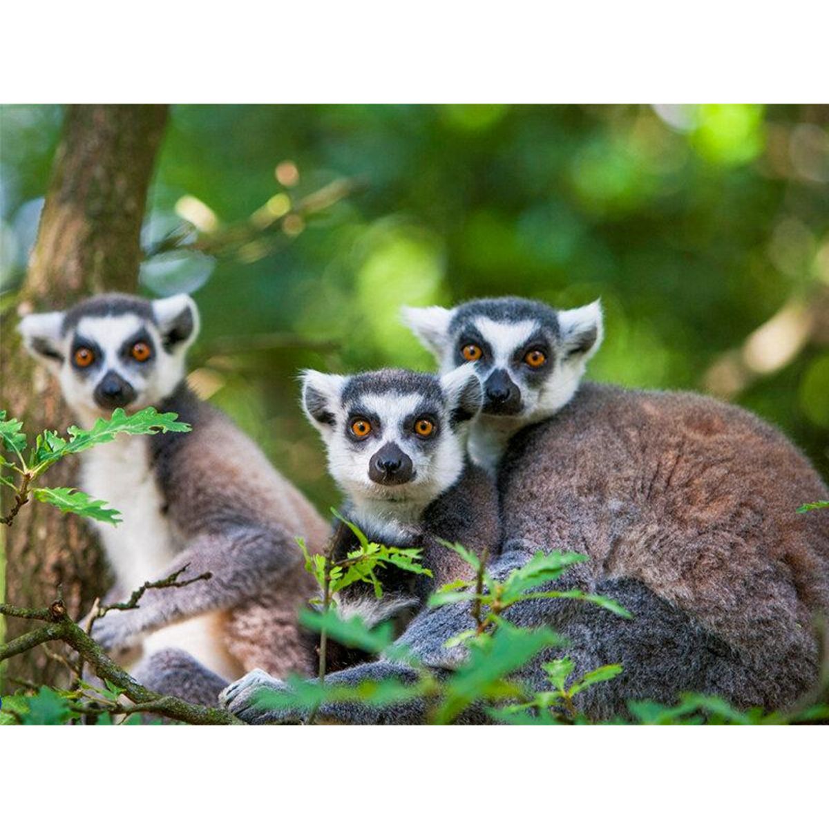 Smartbox Journée d'exploration en famille : 4 entrées pour le Safari de Peaugres près de Saint-Étienne - Coffret Cadeau Sport & Aventure