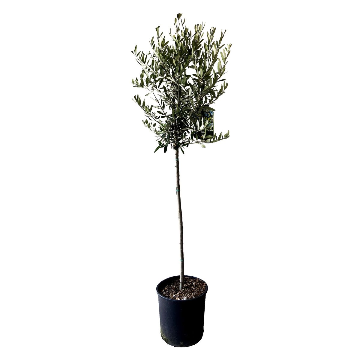Olivier - Olea Europaea 