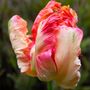 Voir la diapositive 3 : PLANT IN A BOX Tulipe - Set de 14 - Tulipa 'Apricot Parrot' - Bulbes à fleurs - Rose
