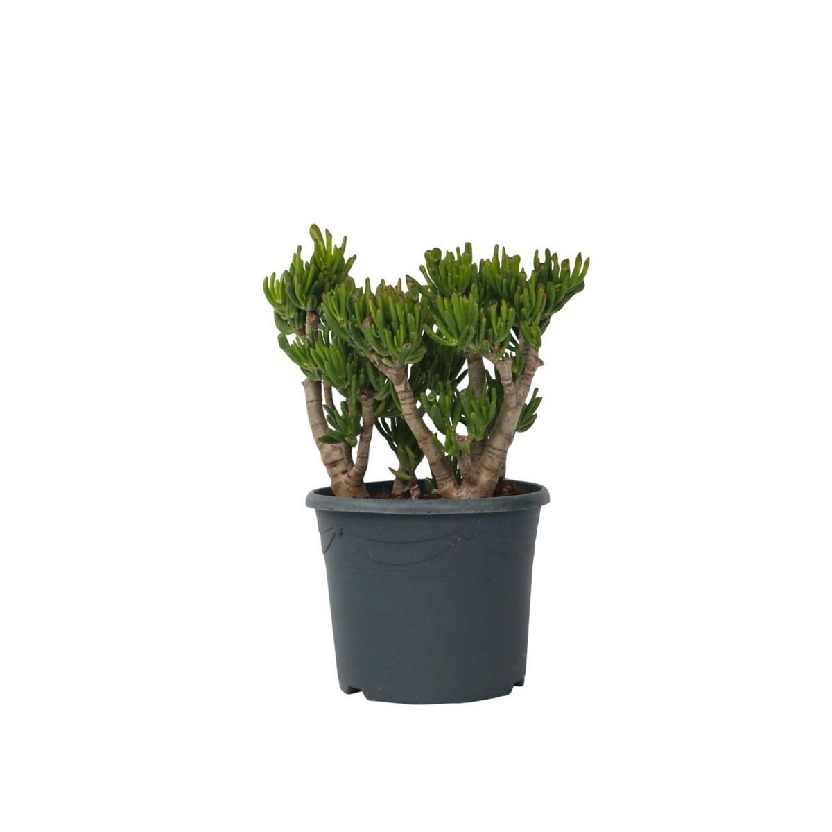 PLANT IN A BOX Arbre de jade - Crassula ovata 'Hobbit' - Hauteur 55-60cm - ⌀30cm