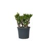 Voir la diapositive 1 : PLANT IN A BOX Arbre de jade - Crassula ovata 'Hobbit' - Hauteur 55-60cm - ⌀30cm