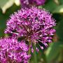 Voir la diapositive 3 : PLANT IN A BOX Ail - Set de 30 - Allium 'Purple Sensation' - Bulbes à fleurs - Violet