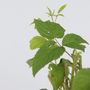 Voir la diapositive 3 : PLANT IN A BOX Framboisier - Set de 4 - Rubus idaeus 'Malling Promise' - H50-60cm - ⌀15cm