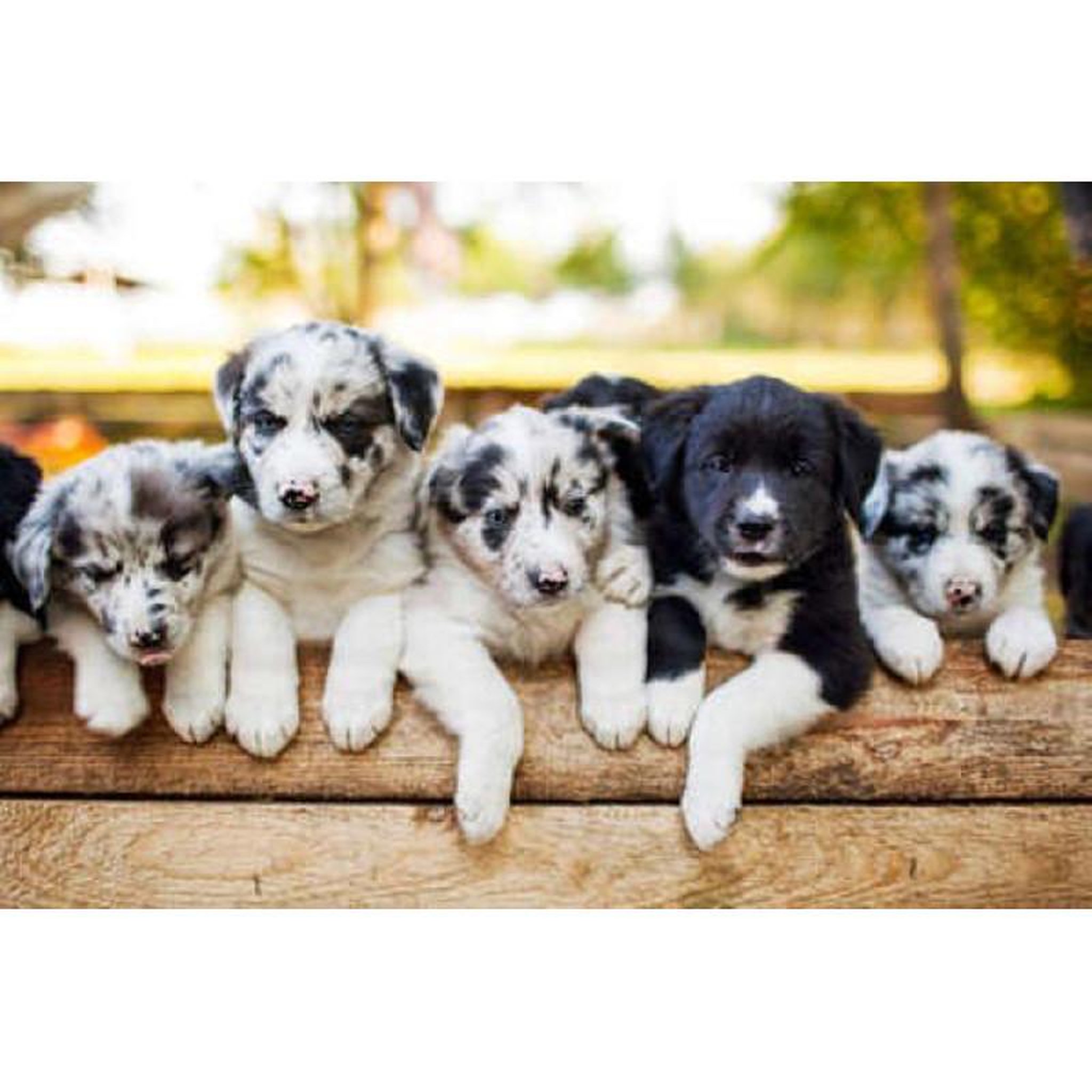 Voir la diapositive 2 : ALIZE Puzzle 1000 pièces Alizé, Chiots Border Collie, Animaux adorables, Adulte 14+ ans
