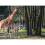 Smartbox Journée zoo en famille pour 1 adulte et 2 enfants au Safari de Peaugres - Coffret Cadeau Sport & Aventure