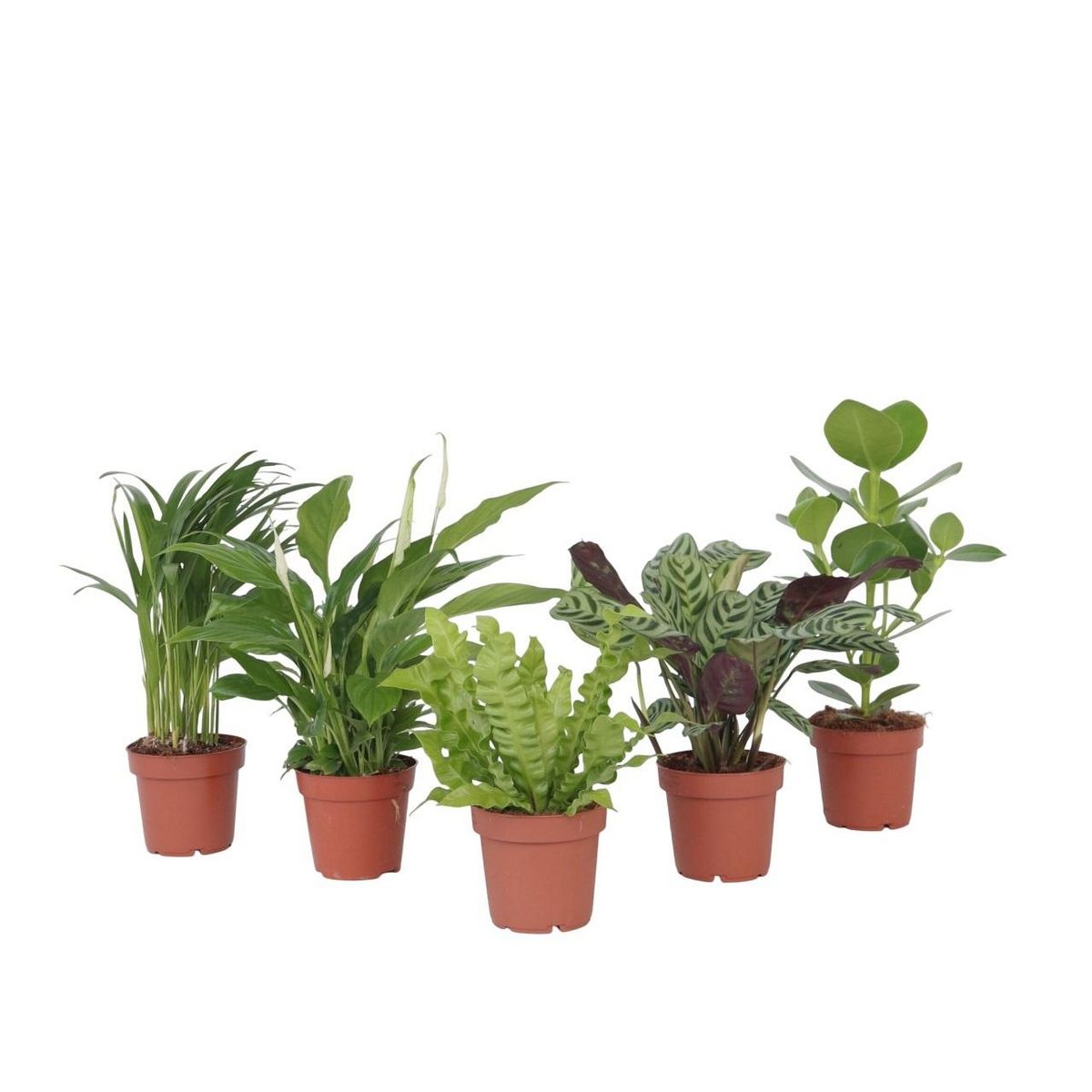 PLANT IN A BOX Mélange de plantes purificatrices d'air - Set de 5 - Hauteur 25-40cm - ⌀12cm