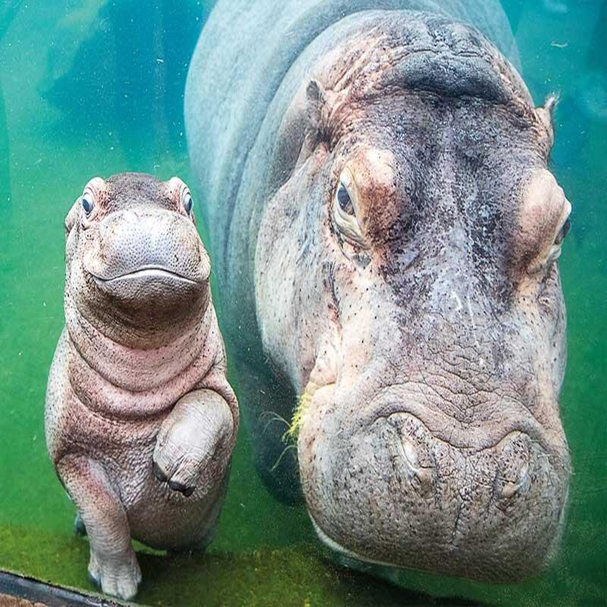 Voir la diapositive 4 : Smartbox Séjour au ZooParc de Beauval 2026: entrées 2 adulte et 1 nuit à proximité - Coffret Cadeau Multi-thèmes