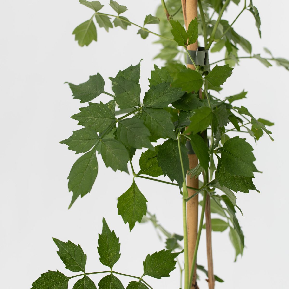 PLANT IN A BOX Bignone à trompettes - Campis radicans 'Flava' - Hauteur 110-120cm - ⌀17cm