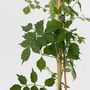 Voir la diapositive 3 : PLANT IN A BOX Bignone à trompettes - Campis radicans 'Flava' - Hauteur 110-120cm - ⌀17cm