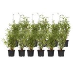 PLANT IN A BOX Bambou non-traçant - Set de 12 - Fargesia nitida 'Red Dragon' - H50-70cm - ⌀17cm