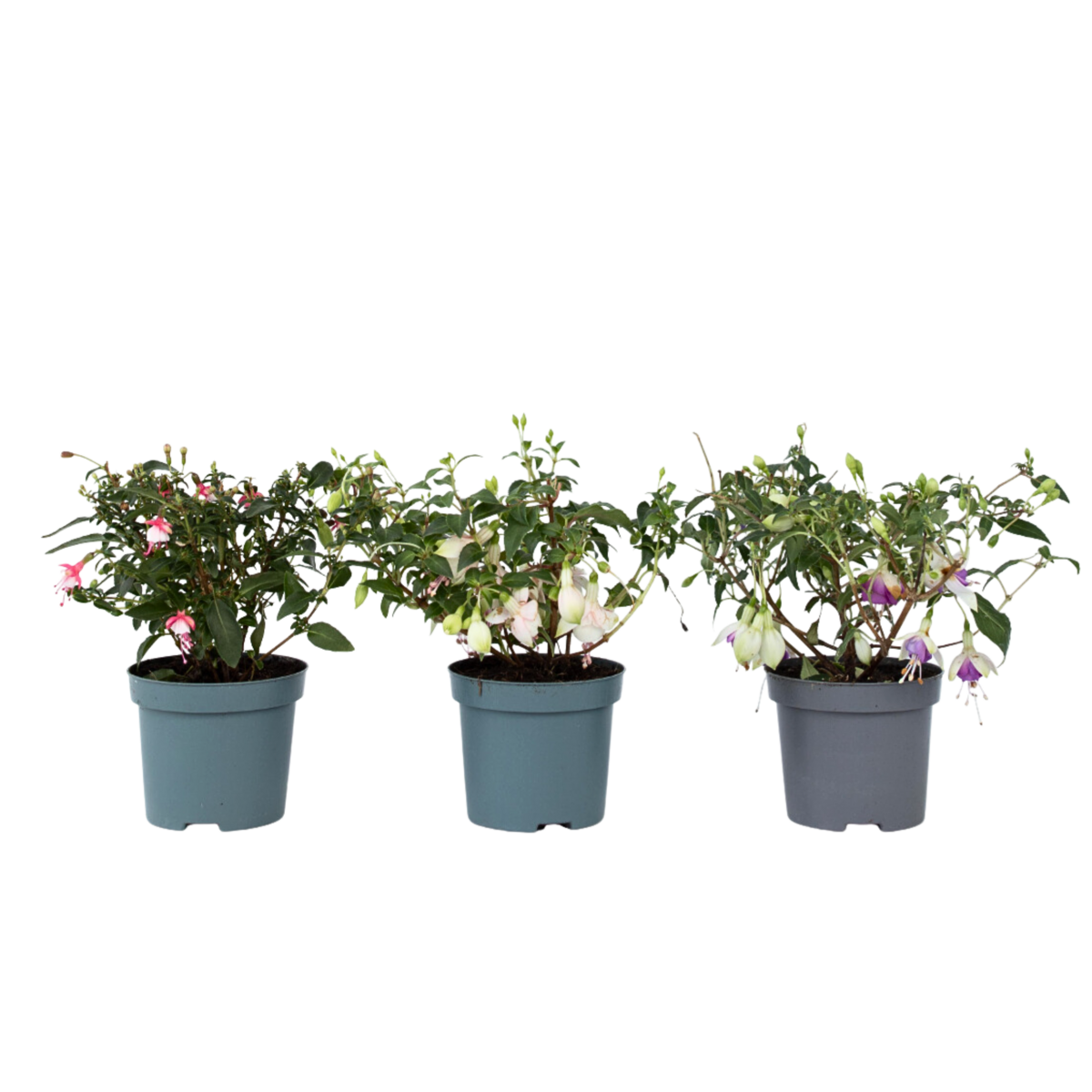 PLANT IN A BOX Fuchsia pleureur - Set de 3 - Fuchsia magellanica - Hauteur 10-20cm - ⌀9cm