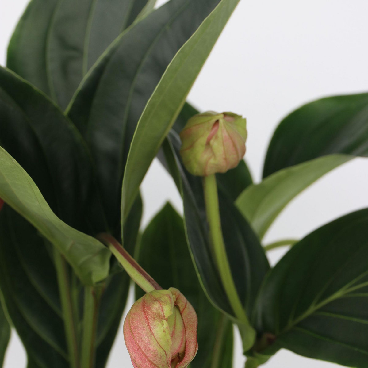 PLANT IN A BOX Medinille magnifique - Medinilla magnifica - Hauteur 55-60cm - ⌀17cm