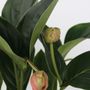 Voir la diapositive 3 : PLANT IN A BOX Medinille magnifique - Medinilla magnifica - Hauteur 55-60cm - ⌀17cm