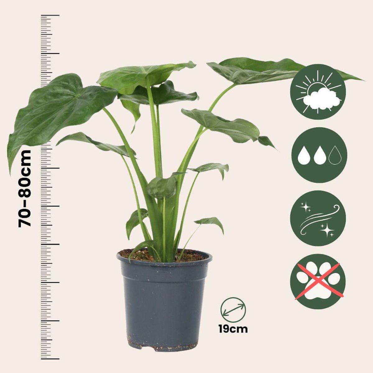 PLANT IN A BOX Plante éléphant - Alocasia 'Cucullata' - Hauteur 70-80cm - ⌀19cm