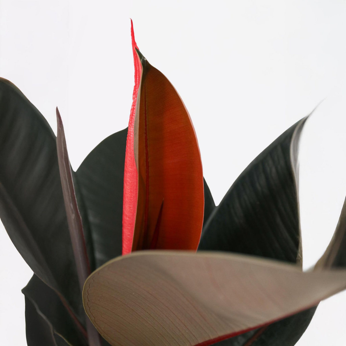 PLANT IN A BOX Caoutchouc - Ficus Elastica 'Abidjan' - Hauteur 75-100cm - ⌀24cm