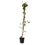 PLANT IN A BOX Chèvrefeuille - Lonicera x Heckrotti 'American Beauty' - H110-120cm - ⌀17cm