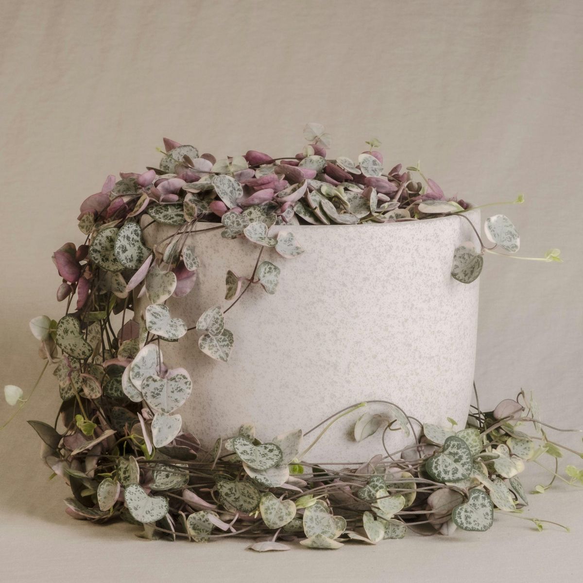 PLANT IN A BOX Chaîne des cœurs - Set de 2 - Ceropegia linearis Woodii - H20-30cm - ⌀14cm