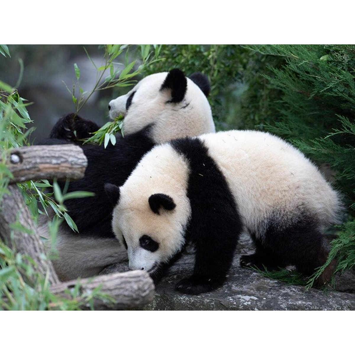 Smartbox Une journée en famille au ZooParc de Beauval en 2025 pour 2 adultes et 1 enfant - Coffret Cadeau Multi-thèmes