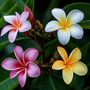 Voir la diapositive 3 : PLANT IN A BOX Frangipanier - Plumeria rubra 'Hawaii' - Hauteur 45-55cm - ⌀17cm