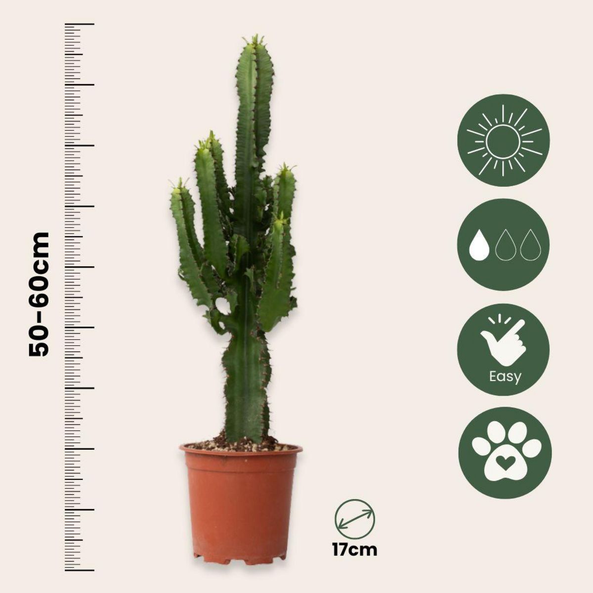 PLANT IN A BOX Euphorbe ingens - Set de 2 - Euphorbia ingens - Hauteur 50-60cm - ⌀17cm