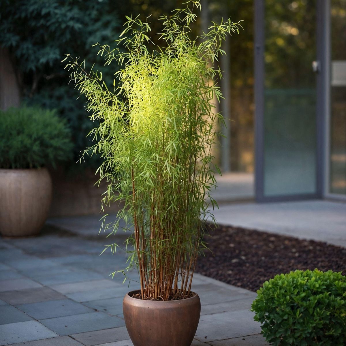 PLANT IN A BOX Bambou non-traçant - Fargesia nitida 'Red Dragon' - Hauteur 60-80cm - ⌀17cm