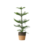 PLANT IN A BOX Pin de Norfolk - Araucaria heterophylla - Hauteur 50-60cm - ⌀17cm