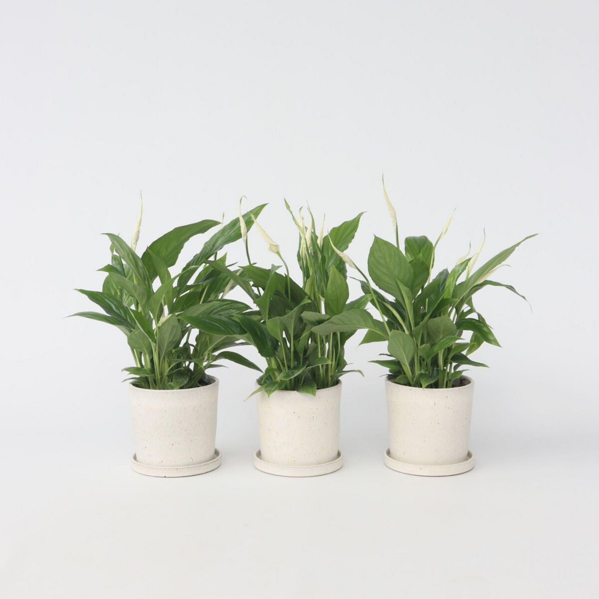 PLANT IN A BOX Fleur de lune - Set de 3 - Spathiphyllum 'Torelli' - Hauteur 30-45cm - ⌀12cm