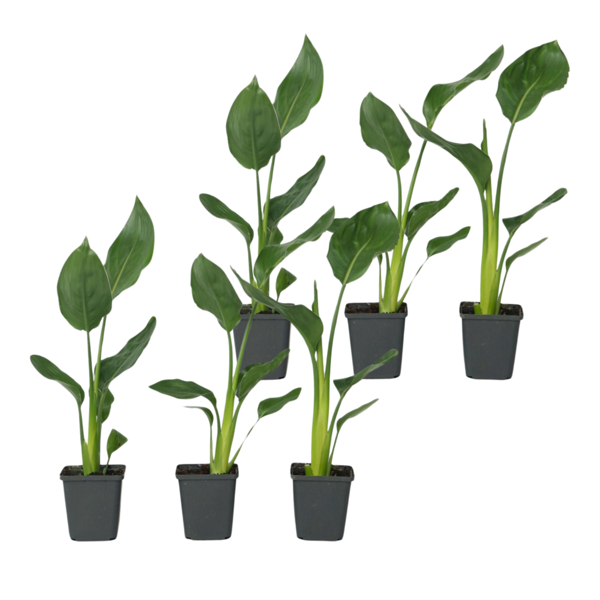 PLANT IN A BOX Oiseau de paradis - Set de 6 - Strelitzia reginea - Hauteur 25-40cm - ⌀9cm