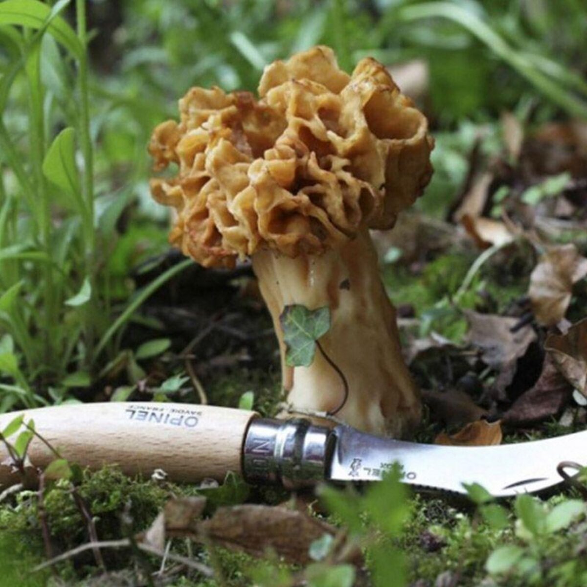 Opinel Couteau d'office Cuisine Nomade champignon