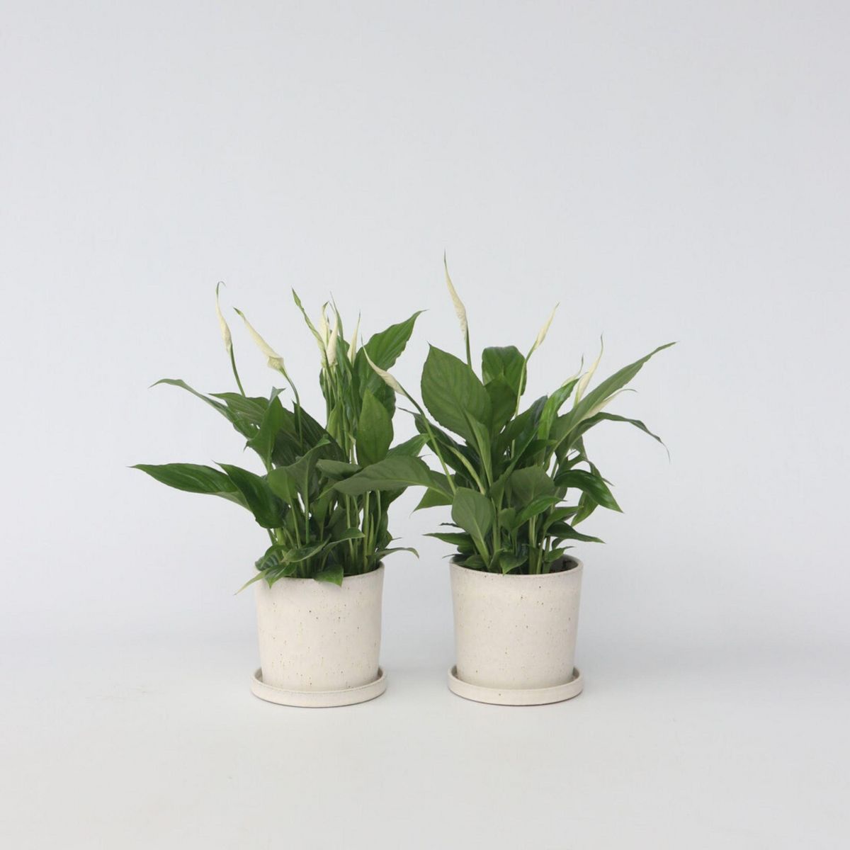 PLANT IN A BOX Fleur de lune - Set de 4 - Spathiphyllum 'Torelli' - Hauteur 30-45cm - ⌀12cm