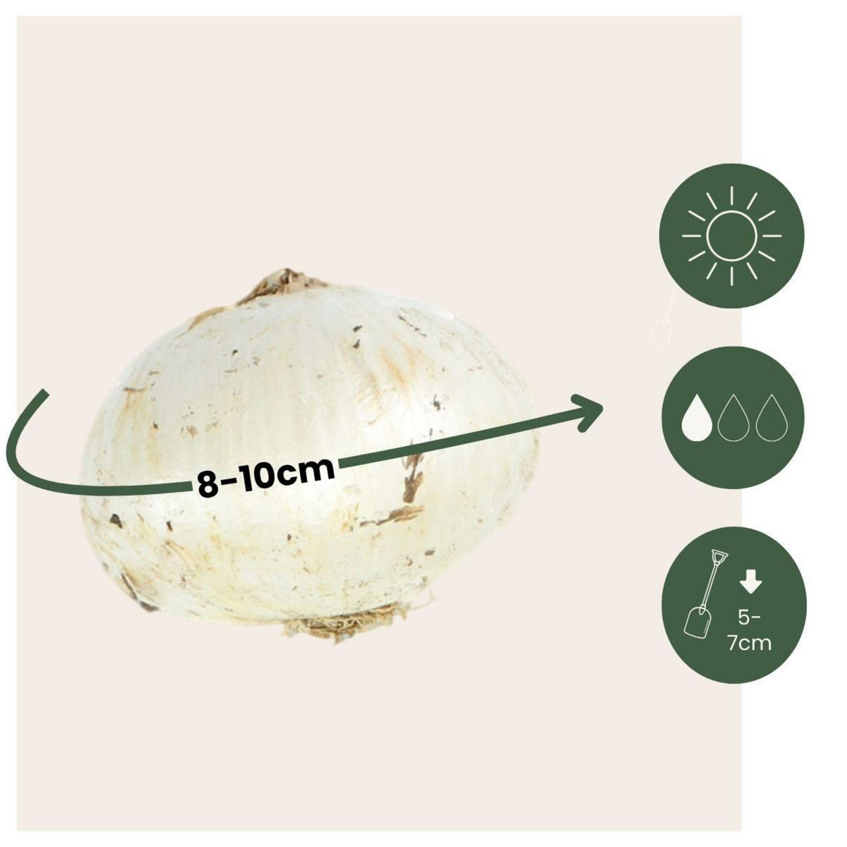 PLANT IN A BOX Ail - Set de 60 - Allium 'Purple Sensation' - Bulbes à fleurs - Violet