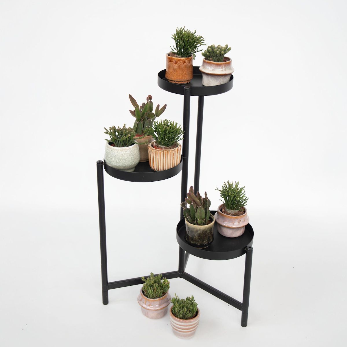 PLANT IN A BOX Cactus corail mix - Rhipsalis - Lot de 6 - Hauteur 8-12 cm - Pot 5.5 cm