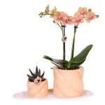 PLANT IN A BOX Coffret cadeau orchidée 'Orange S' - Phalaenopsis - Hauteur 30cm